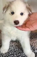 lucy , a female Siberian Husky for sale in Glendale, AZ – 1 of 1