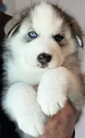 Felix, a male Siberian Husky for sale in Glendale, AZ – 3 of 3