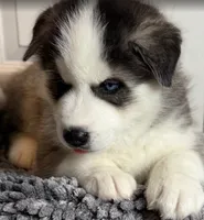 Bandet, a male Siberian Husky for sale in Glendale, AZ – 3 of 3