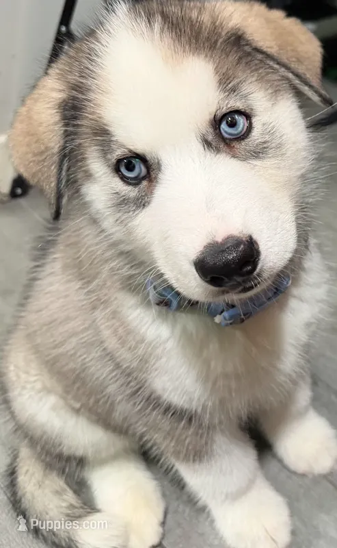 Felix – Siberian Husky puppy for sale in Glendale, AZ