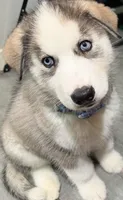 Felix, a male Siberian Husky for sale in Glendale, AZ – 1 of 3