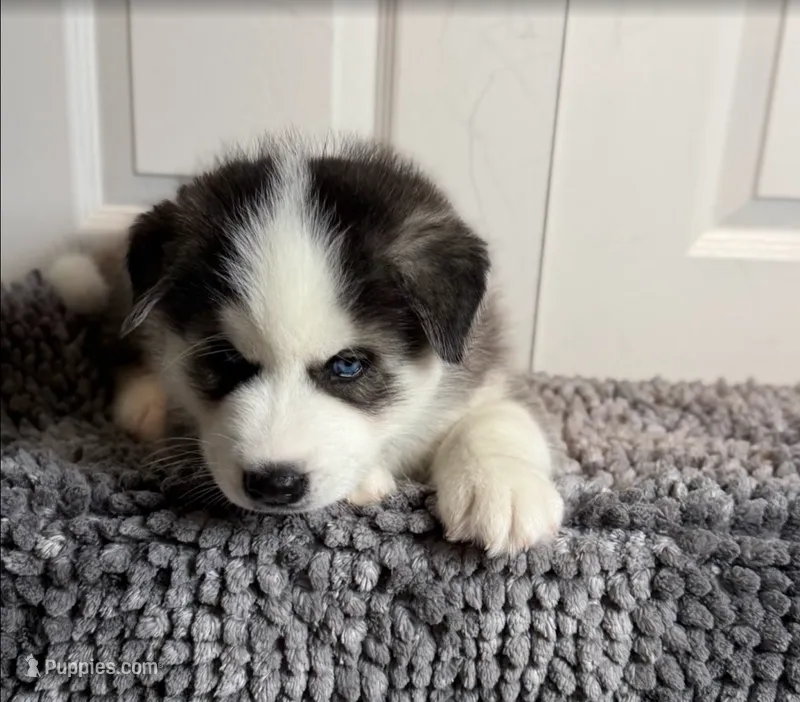 Bandet – Siberian Husky puppy for sale in Glendale, AZ
