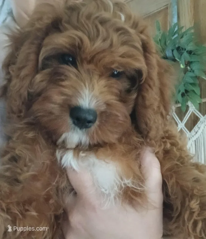 Ginger F1 – Cavapoo puppy for sale in Loudonville, OH