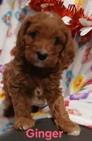 Ginger F1, a female Cavapoo for sale in Loudonville, OH – Photo 1 of 6