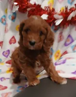 Ginger F1, a female Cavapoo for sale in Loudonville, OH – Photo 6 of 6