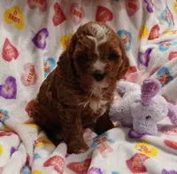 Noelle F1, a female Cavapoo for sale in Loudonville, OH – Photo 7 of 8