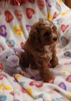 Noelle F1, a female Cavapoo for sale in Loudonville, OH – Photo 3 of 8