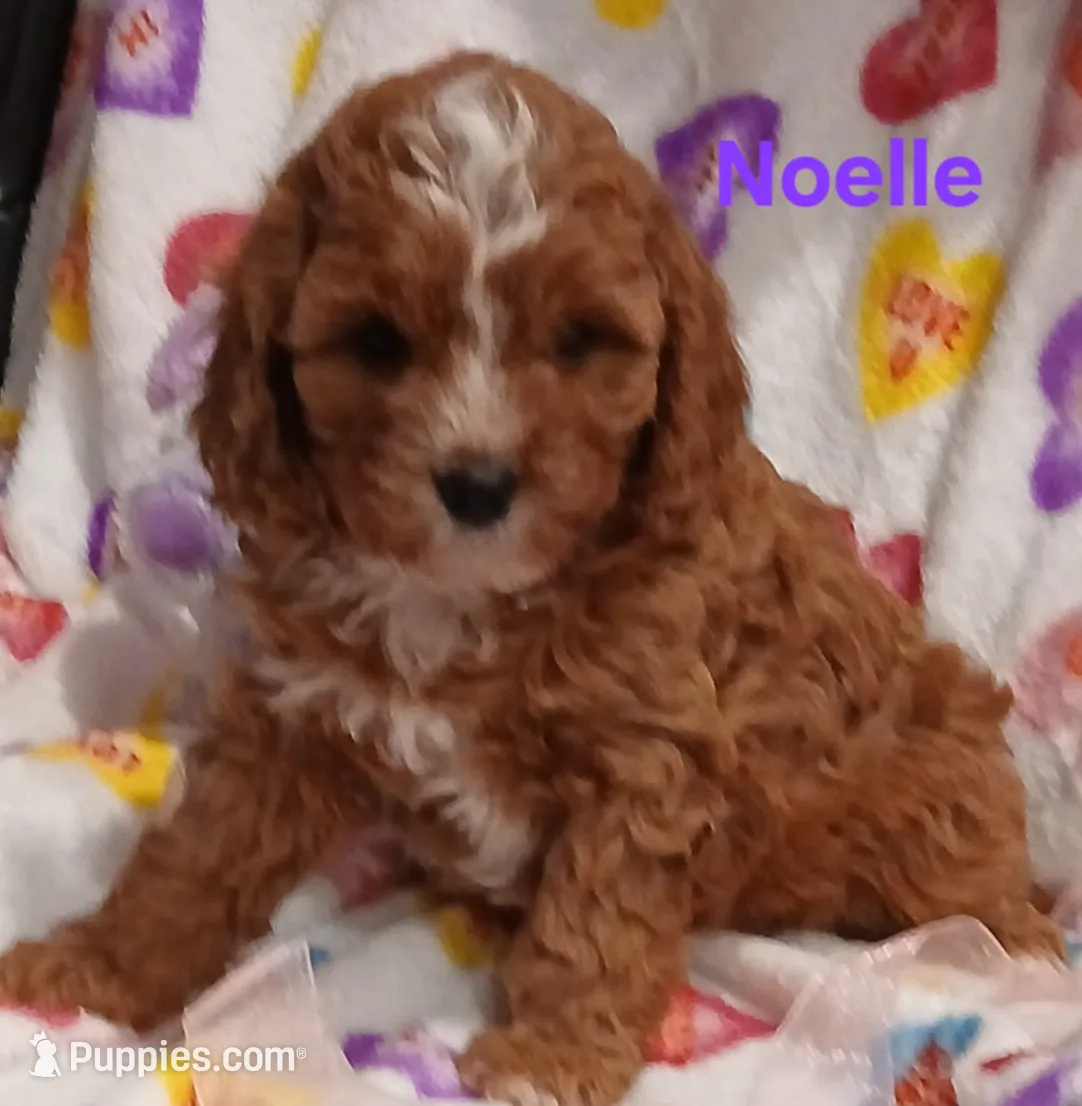 Noelle F1, a female Cavapoo for sale in Loudonville, OH – Photo 4 of 8
