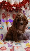 Noelle F1, a female Cavapoo for sale in Loudonville, OH – Photo 5 of 8