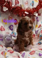 Noelle F1, a female Cavapoo for sale in Loudonville, OH – Photo 6 of 8