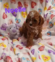 Noelle F1, a female Cavapoo for sale in Loudonville, OH – Photo 2 of 8