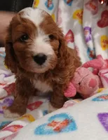 processed/3cae77cb-e9be-41d5-bb73-bdcd1affe4f4/listing/4f072208-5927-4a5f-bb70-2a96be797522/317f2bdf-d272-4e99-836b-1974118680f8