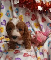 processed/3cae77cb-e9be-41d5-bb73-bdcd1affe4f4/listing/4f072208-5927-4a5f-bb70-2a96be797522/450cb397-fdca-45e5-ad28-5e60a8258360