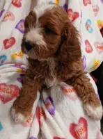 processed/3cae77cb-e9be-41d5-bb73-bdcd1affe4f4/listing/4f072208-5927-4a5f-bb70-2a96be797522/ab920e83-53ad-49bd-92c8-1ab5a5b2ec1e