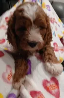 processed/3cae77cb-e9be-41d5-bb73-bdcd1affe4f4/listing/4f072208-5927-4a5f-bb70-2a96be797522/dfa281ac-9df1-4837-a276-9109379f3fd2