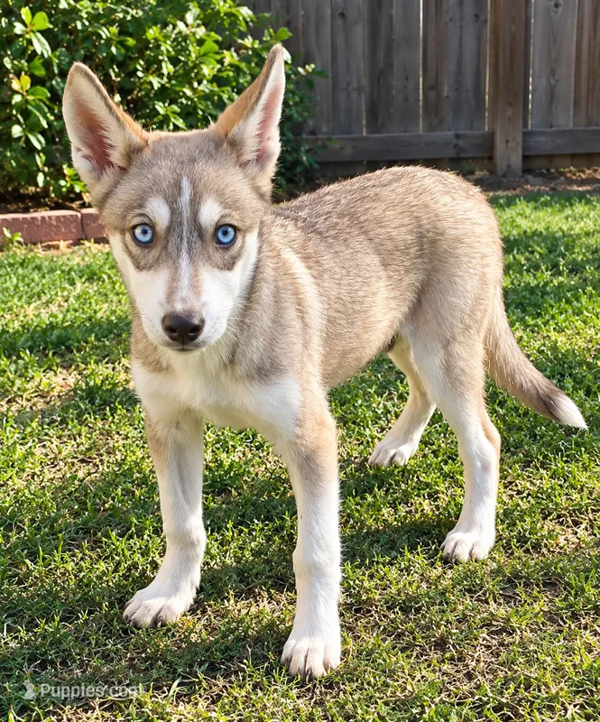 Scarlett  – Siberian Husky puppy for sale in Sandy Hook, KY
