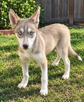 Scarlett , a female Siberian Husky for sale in Sandy Hook, KY – 1 of 2