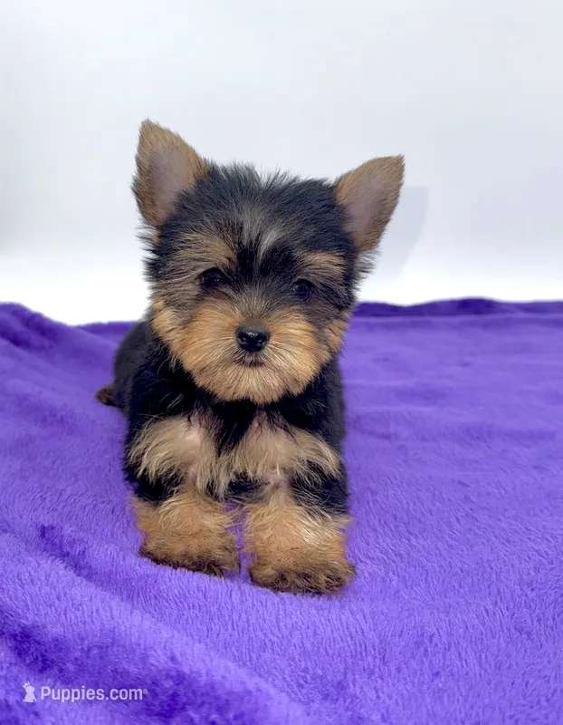 Boonie - Teacup  – Yorkshire Terrier puppy for sale in Sandy Hook, KY