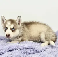 Chase, a male Siberian Husky for sale in Sandy Hook, KY – Photo 2 of 4