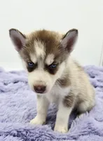 Chase, a male Siberian Husky for sale in Sandy Hook, KY – Photo 3 of 4
