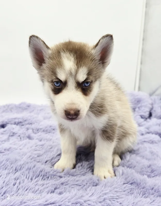 Chase – Siberian Husky puppy for sale in Sandy Hook, KY