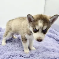 Chase, a male Siberian Husky for sale in Sandy Hook, KY – Photo 4 of 4