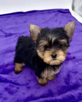 Boonie - Teacup , a male Yorkshire Terrier for sale in Sandy Hook, KY – 3 of 9