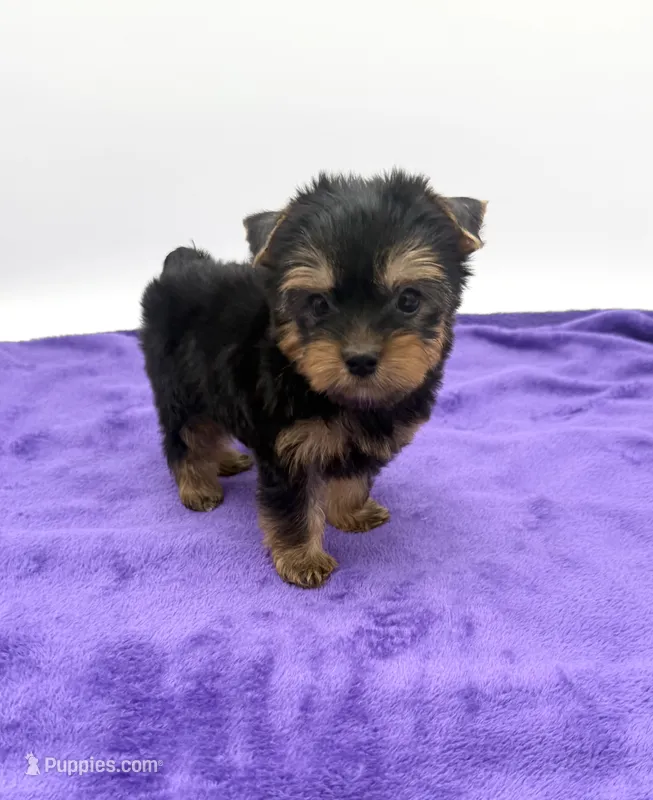 Lex - Male Yorkie – Yorkshire Terrier puppy for sale in Sandy Hook, KY