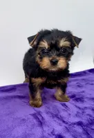 Lex - Male Yorkie, a male Yorkshire Terrier for sale in Sandy Hook, KY – 6 of 9