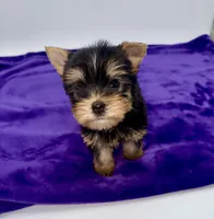 Charlie - Male Yorkie, a male Yorkshire Terrier for sale in Sandy Hook, KY – 10 of 10