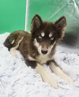 Brownie, a male Siberian Husky for sale in Sandy Hook, KY – 4 of 4