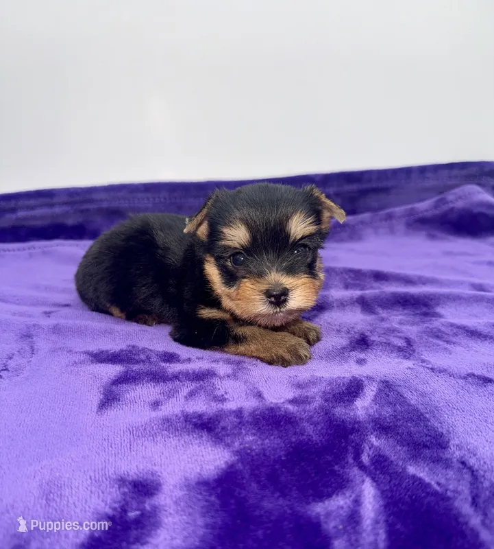 Kody - Male Yorkie – Yorkshire Terrier puppy for sale in Sandy Hook, KY