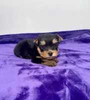 Kody - Male Yorkie, a male Yorkshire Terrier for sale in Sandy Hook, KY – 1 of 10