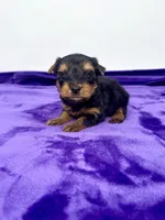 Alex - Male Yorkie, a male Yorkshire Terrier for sale in Sandy Hook, KY – 4 of 10