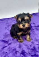 Lex - Male Yorkie, a male Yorkshire Terrier for sale in Sandy Hook, KY – 5 of 9
