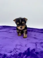 Charlie - Male Yorkie, a male Yorkshire Terrier for sale in Sandy Hook, KY – 7 of 10