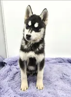 Titan, a male Siberian Husky for sale in Sandy Hook, KY – Photo 3 of 4