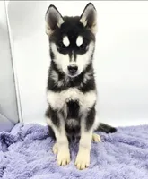 Titan, a male Siberian Husky for sale in Sandy Hook, KY – Photo 4 of 4