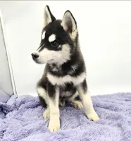 Titan, a male Siberian Husky for sale in Sandy Hook, KY – Photo 2 of 4