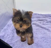 Winnie, a female Yorkshire Terrier for sale in Sandy Hook, KY – 9 of 9