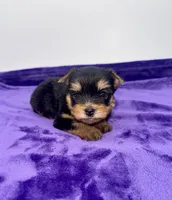 Kody - Male Yorkie, a male Yorkshire Terrier for sale in Sandy Hook, KY – 8 of 10