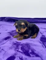 Alex - Male Yorkie, a male Yorkshire Terrier for sale in Sandy Hook, KY – 7 of 10