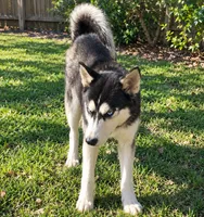 Reba, a female Siberian Husky for sale in Sandy Hook, KY – 2 of 2