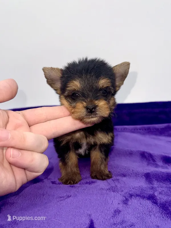 Boonie - Teacup  – Yorkshire Terrier puppy for sale in Sandy Hook, KY