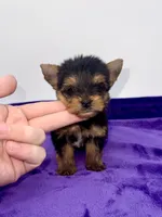 Boonie - Teacup , a male Yorkshire Terrier for sale in Sandy Hook, KY – 1 of 10