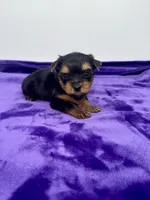 Alex - Male Yorkie, a male Yorkshire Terrier for sale in Sandy Hook, KY – 9 of 10