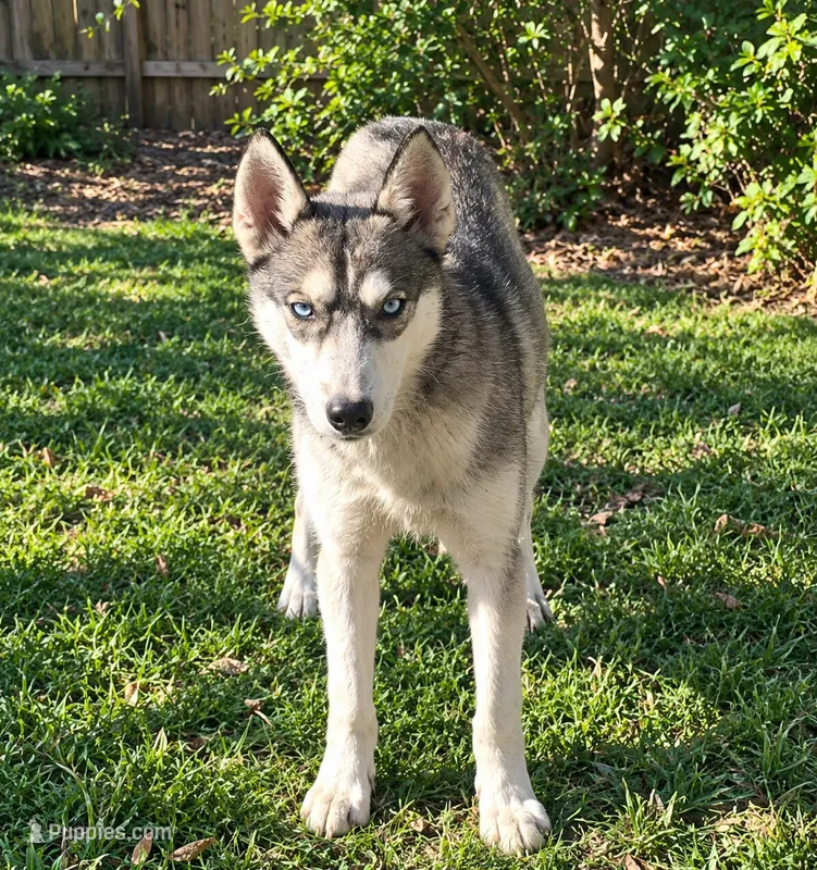 Roxie – Siberian Husky puppy for sale in Sandy Hook, KY