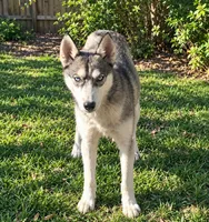 Roxie, a female Siberian Husky for sale in Sandy Hook, KY – 1 of 4