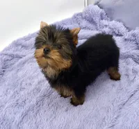 Winnie, a female Yorkshire Terrier for sale in Sandy Hook, KY – 3 of 9