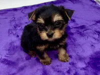 Lex - Male Yorkie, a male Yorkshire Terrier for sale in Sandy Hook, KY – 2 of 9